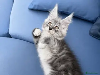 Maine Coon cats Maine Coon Kittens *READY* | DNA | TICA Red. - Advert 15