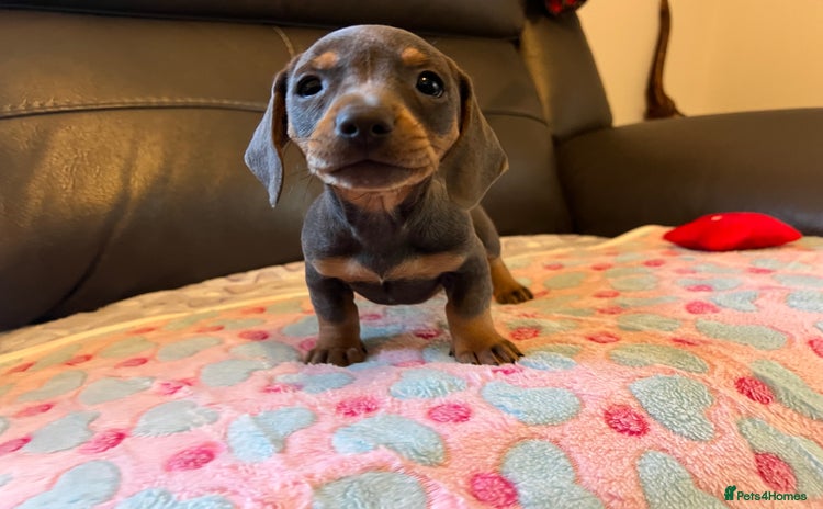 Miniature Dachshund dogs - Advert 4