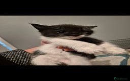 Mixed Breed cats for sale: 2 boys 3 females mixed breed.  - Image 4