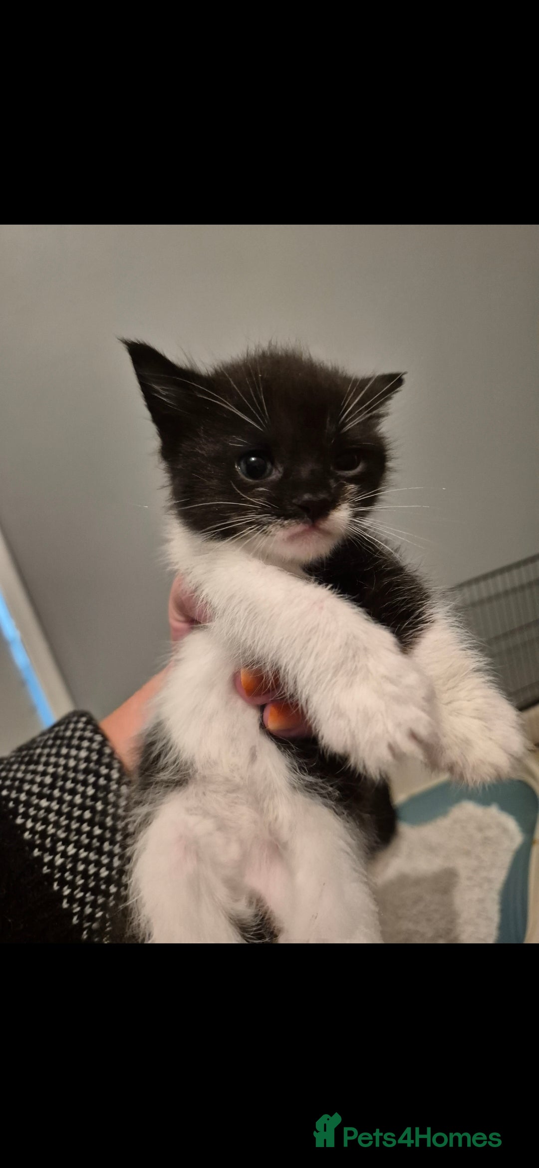 Mixed Breed cats for sale: 2 boys 3 females mixed breed.  - Image 4