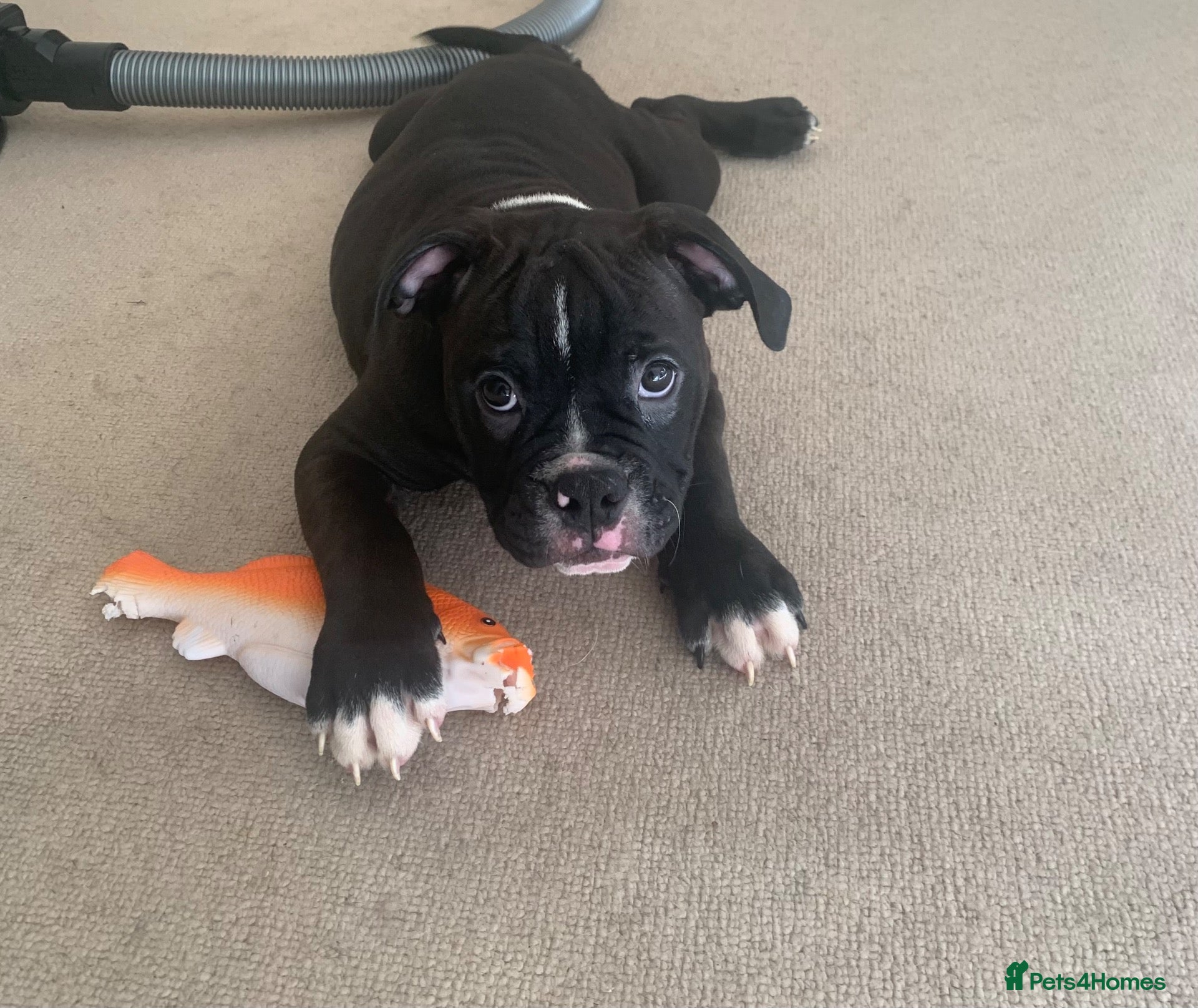 Olde English Bulldogge dogs Olde englsih bulldog puppy ready to leave  - Advert 3
