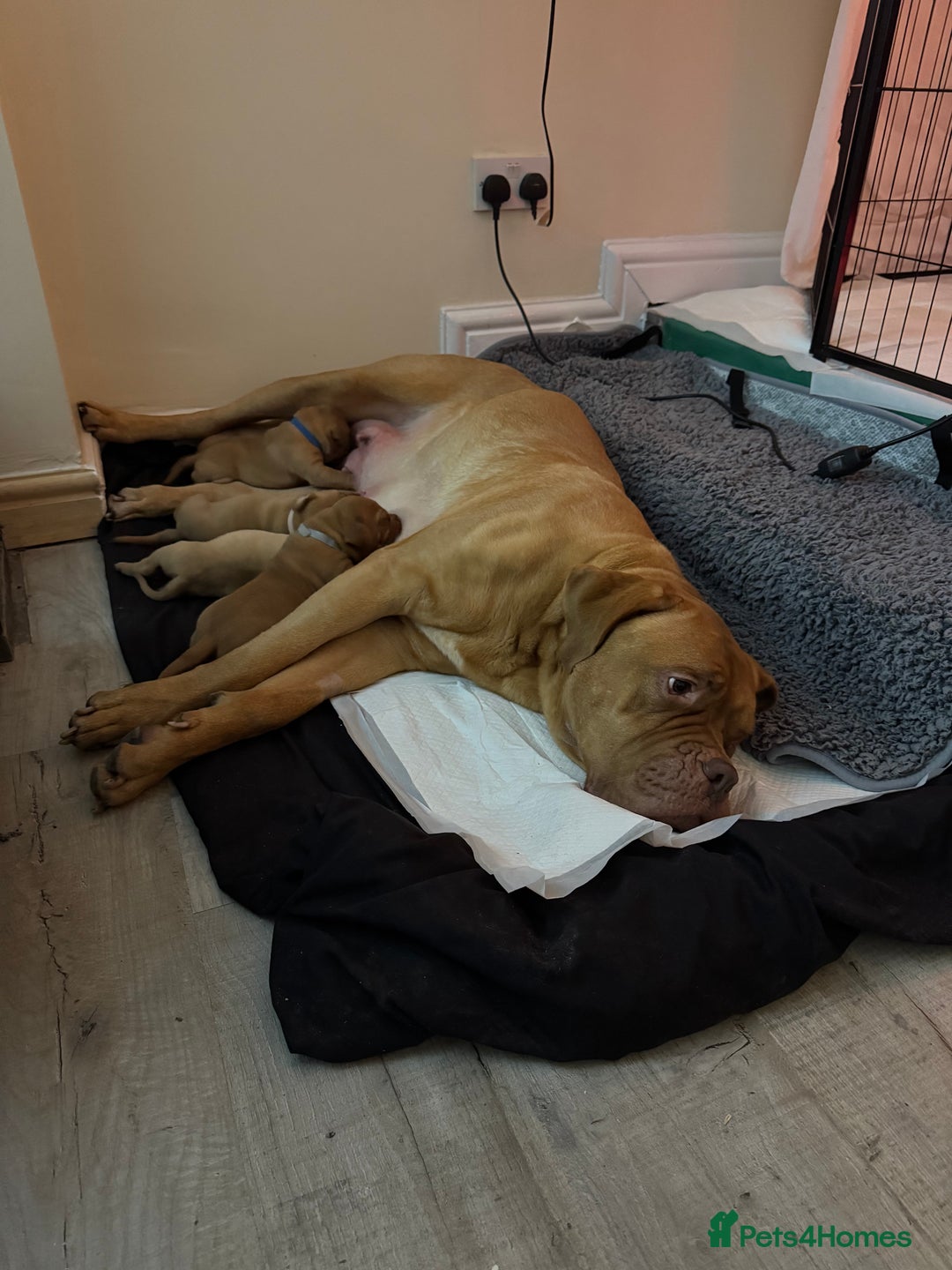 Dogue De Bordeaux dogs for sale: Dogue de Bordeaux pups for sale - Advert 23
