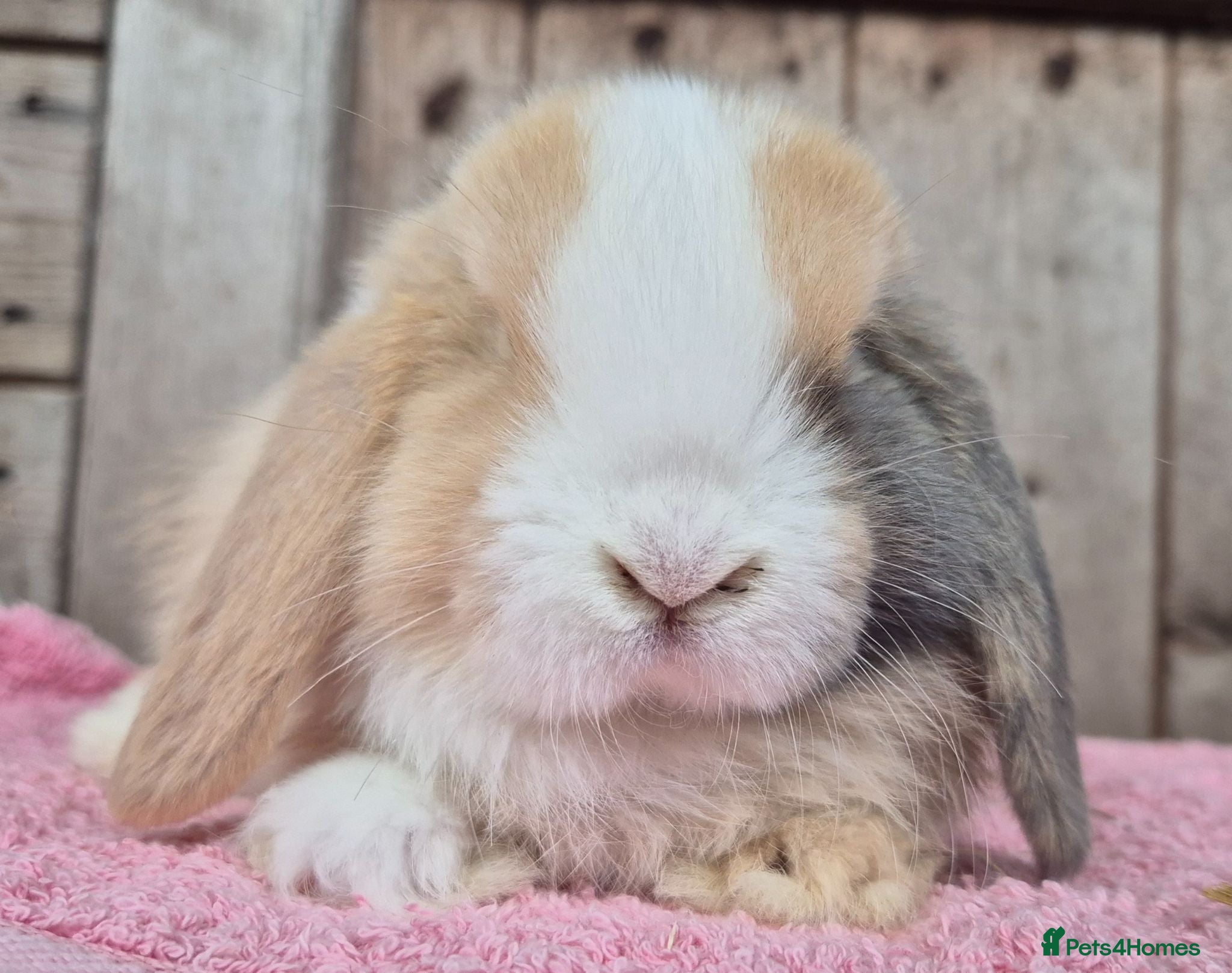 Mini Lop rabbits Mini lop baby girl. Availble to be reserved. .  - Advert 8