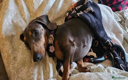 Dachshund dogs for sale: Beautiful blue and tan girl  - Image 2