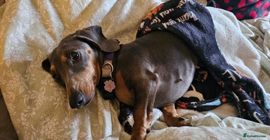 Dachshund dogs - Advert 4
