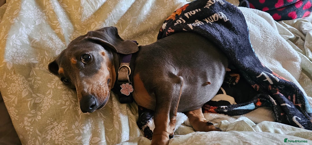 Dachshund dogs for sale: Beautiful blue and tan girl  - Image 2