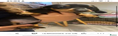Dachshund 2