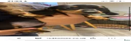 Dachshund dogs for sale: Beautiful Black and Tan dachshunds puppies  - Advert 26