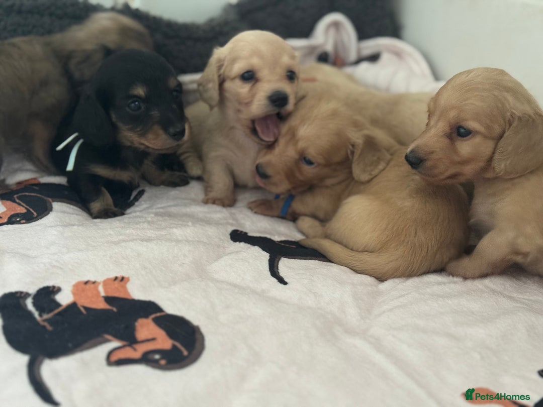 Miniature Dachshund dogs for sale: Miniature Dachshunds longhaired puppies - Advert 12