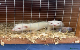 Ferret rodents for sale: Albino male Ferrets - Image 4