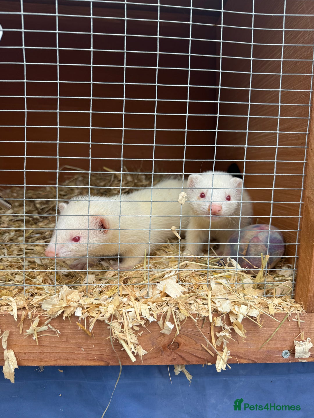 Ferret rodents for sale: Albino male Ferrets - Image 4