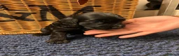 Cocker Spaniel dogs for sale: Stunning Show type cocker spaniel puppies  - Advert 21