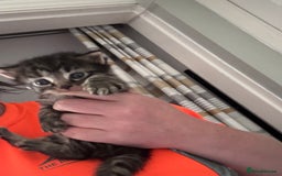 Mixed Breed cats for sale: Kittens 2 tabby 1 white tabby 1 grey tabby  - Image 4