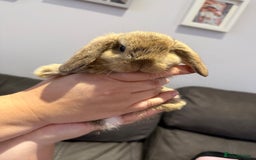 Mini Lop rabbits for sale: Mini Lop Babies ready to reserve - Image 1