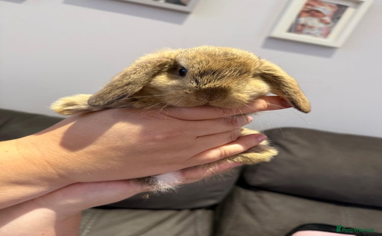 Mini Lop rabbits - Advert 13