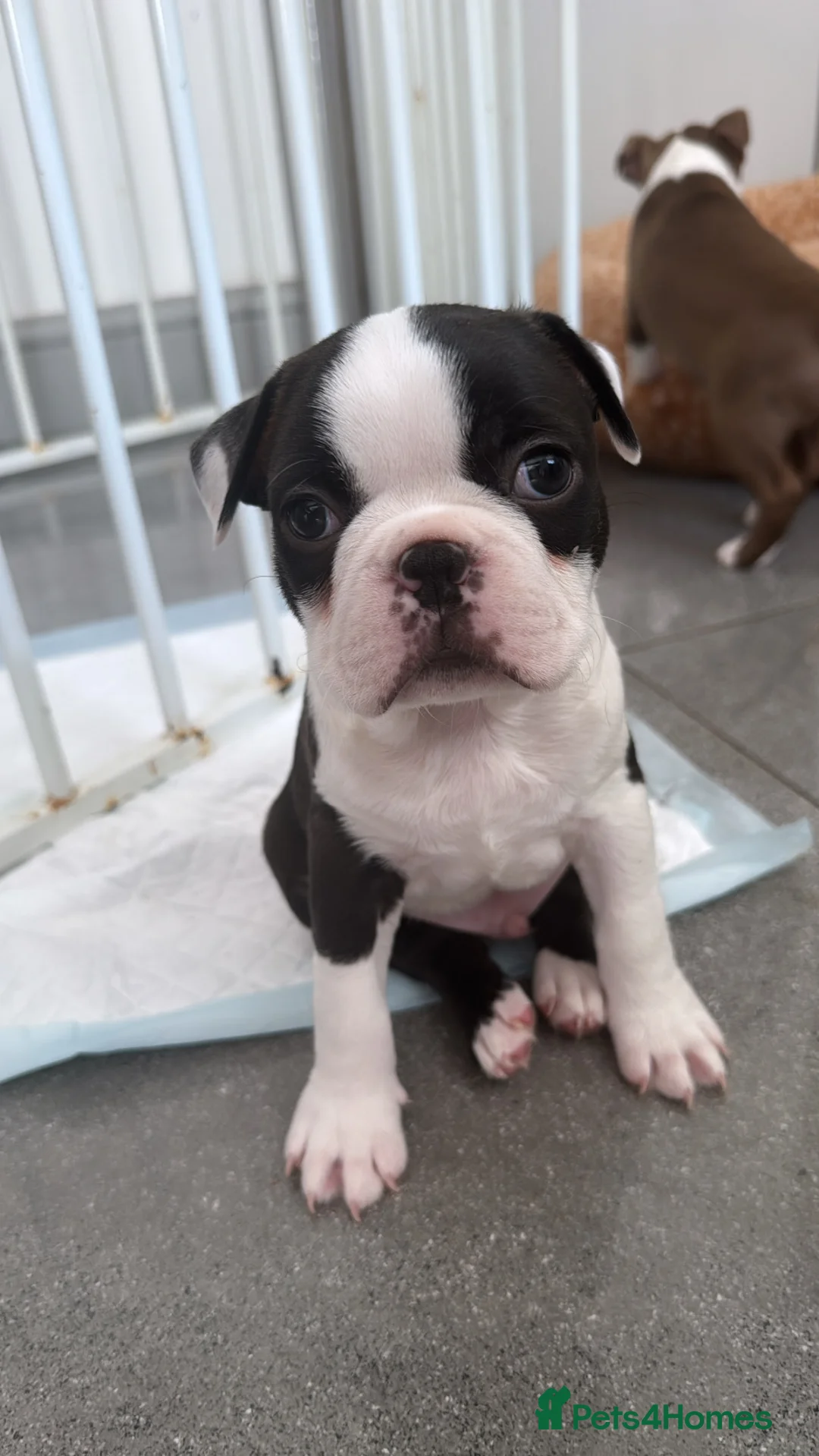 Boston Terrier dogs for sale: Little man needs a forever home 🏠 - Advert 1