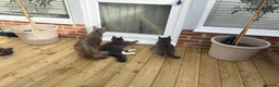 Maine Coon cats for sale: Beautiful full breed Male Maine coon blue  - Advert 7