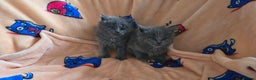 Maine Coon cats for sale: Maine coon kittens  - Advert 2