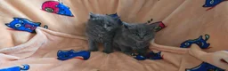 Maine Coon cats for sale: Maine coon kittens  - Advert 8