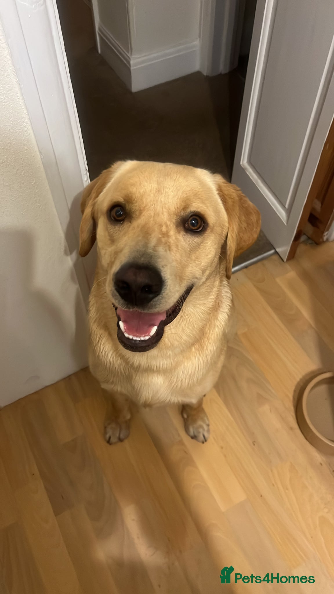 Labrador Retriever dogs Pedigree Labrador microchipped and kc registered  - Advert 2