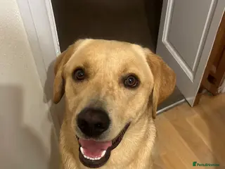 Labrador Retriever dogs Pedigree Labrador microchipped and kc registered - Advert 2