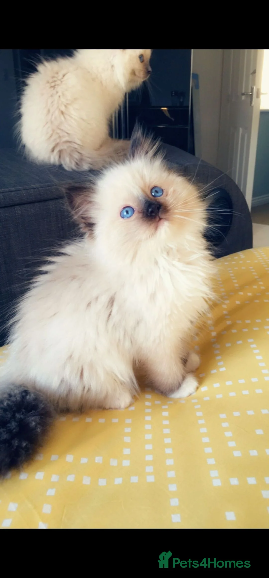 Ragdoll cats for sale: TICA REGISTERED KITTENS/Active - Advert 3