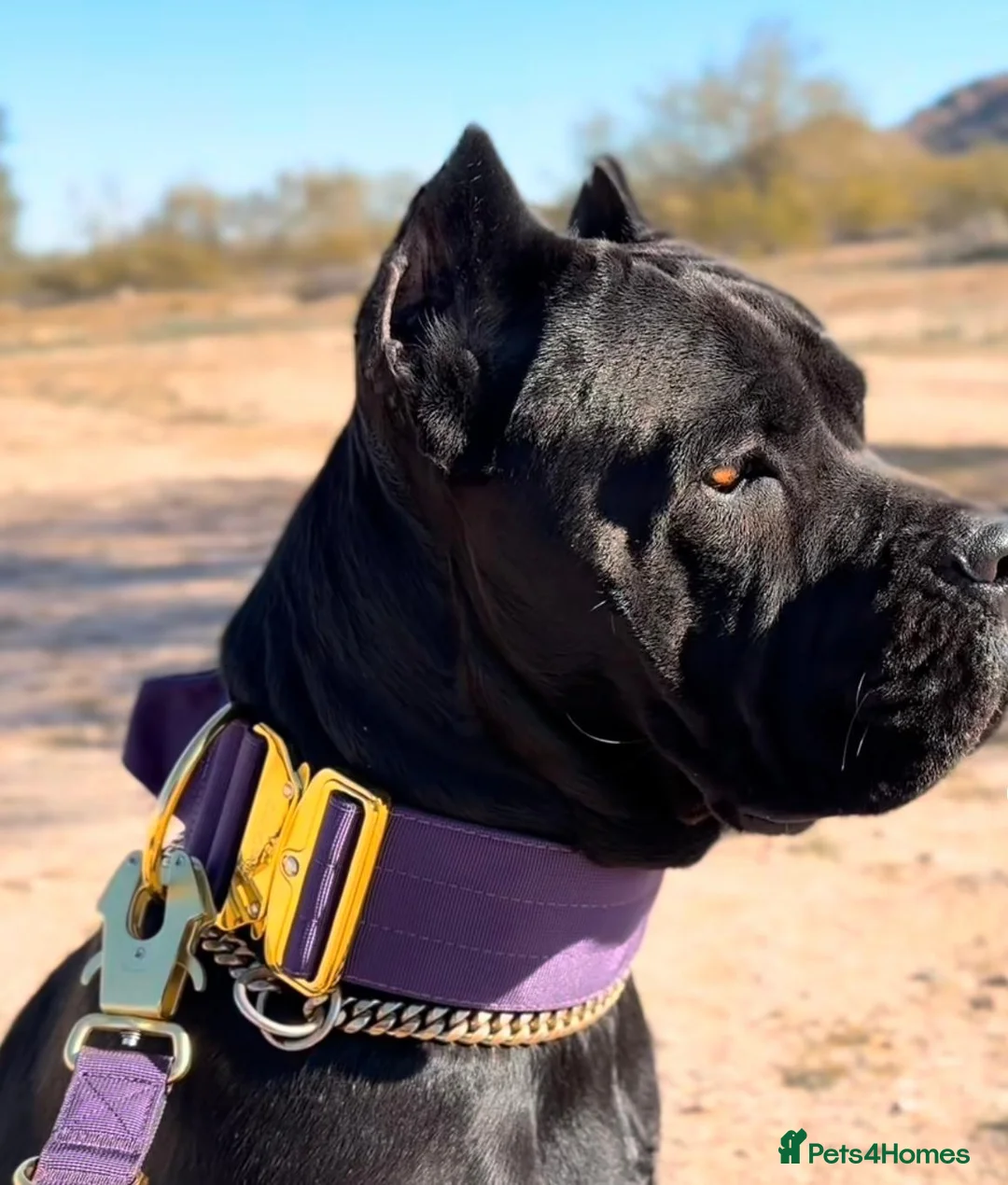 Cane Corso dogs for sale: ICCF REGISTERED LAST FEMALE  LEFT  in Nuneaton - Advert 2