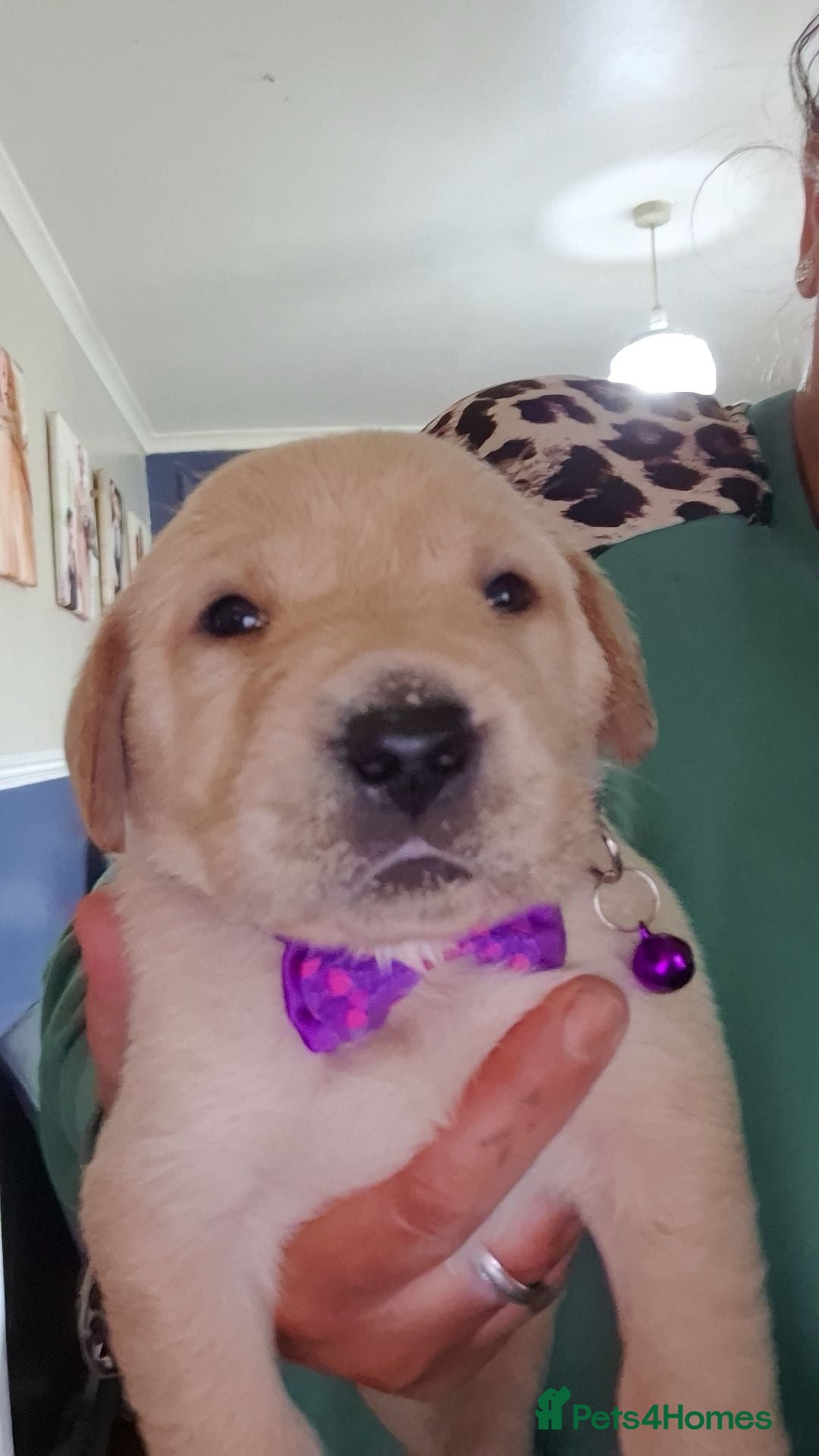 Labrador Retriever dogs Chunky labrador puppies  - Advert 12