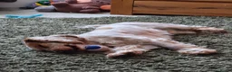 Cocker Spaniel dogs for stud: 🌟 Stunning Orange Roan Cocker for Stud 🌟 in Gillingham - Advert 3