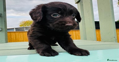 Labradoodle dogs - Advert 4