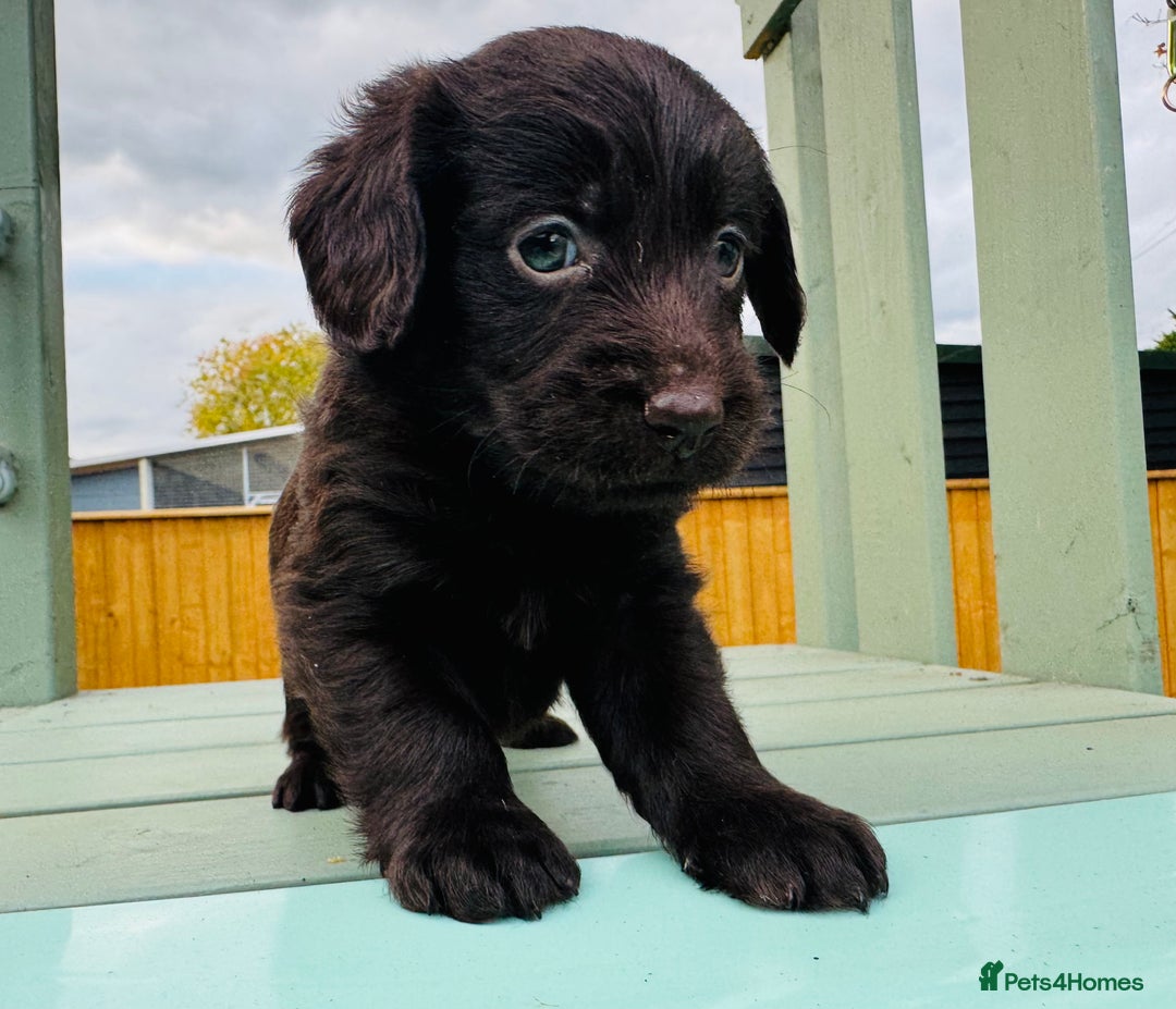 Labradoodle dogs for sale: Chocolate Merle Labradoodle Babies 🐾🐾🐾 - Advert 3