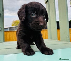 Labradoodle dogs - Advert 4