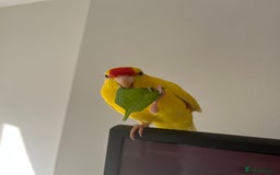Parakeets birds for sale: Yellow and red male Kakariki  - Image 6
