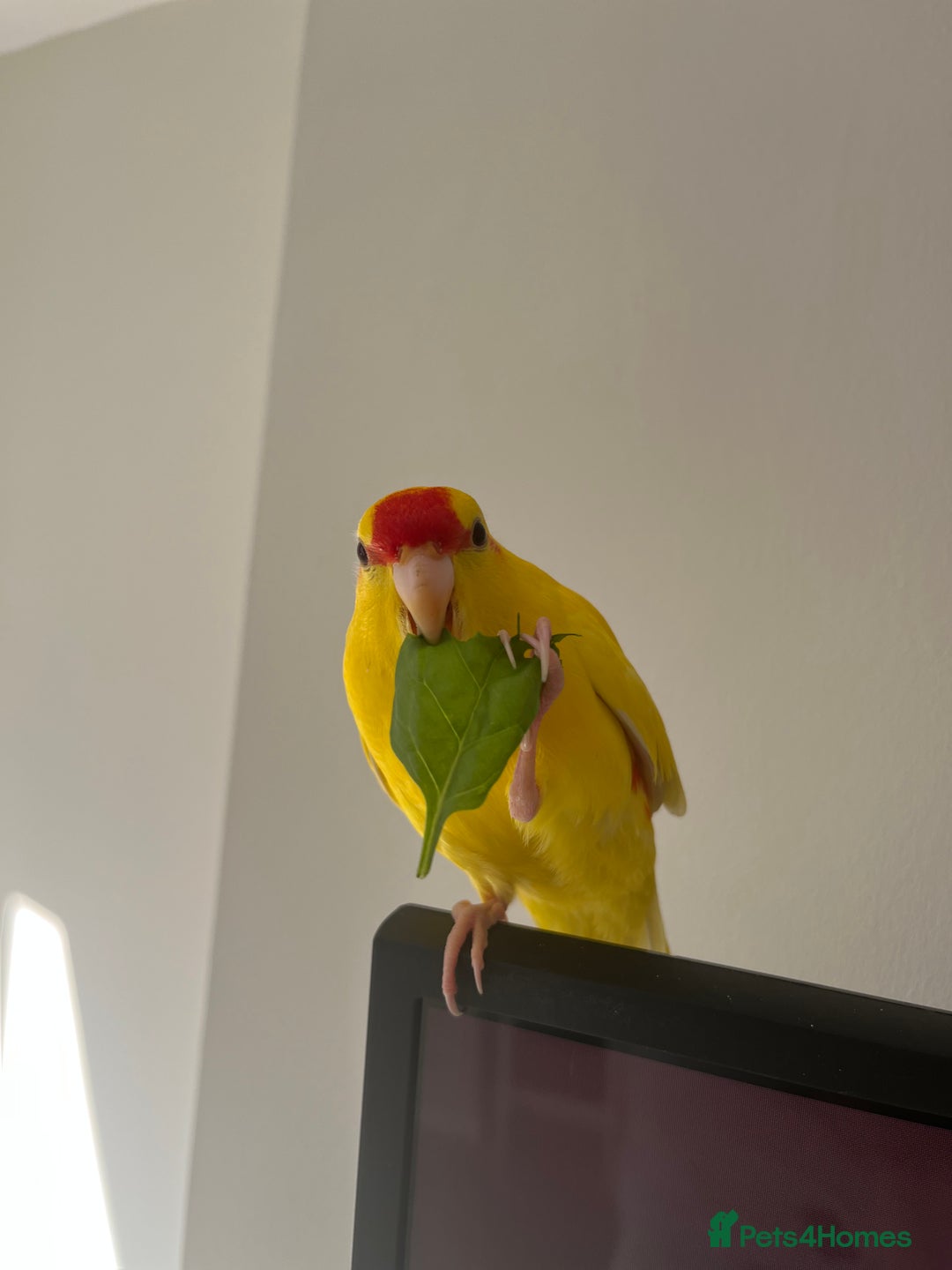 Parakeets birds for sale: Yellow and red male Kakariki  - Image 6