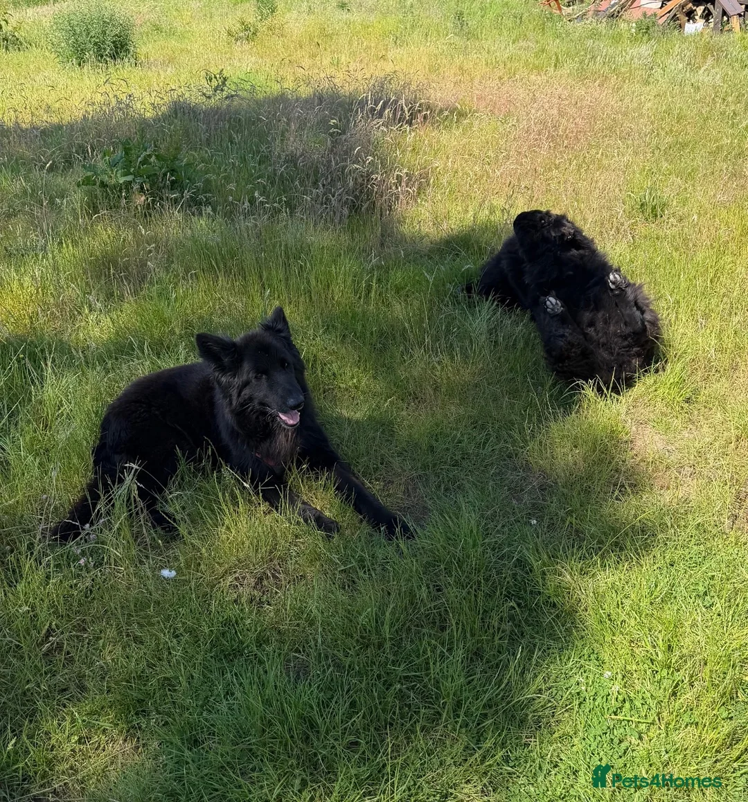 German Shepherd dogs for sale: Two beautiful examples of German Shepherds - Advert 2