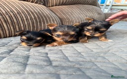 Yorkshire Terrier dogs for sale:  Merle Yorkshire terrier puppies  - Image 20