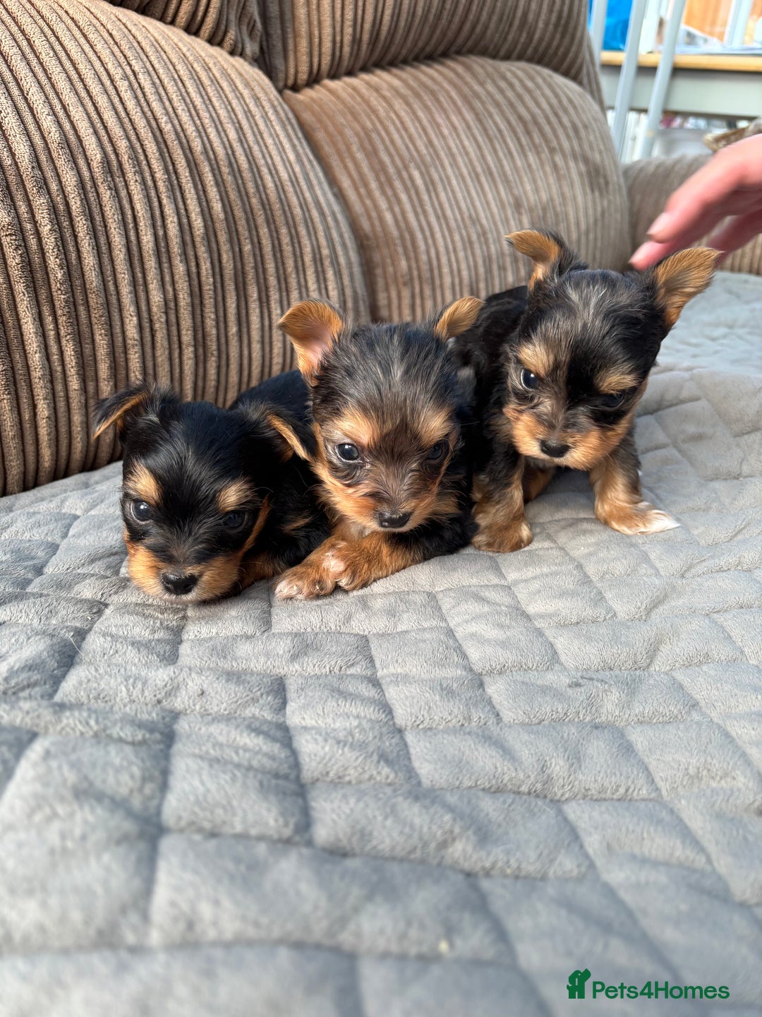 Yorkshire Terrier dogs for sale:  Merle Yorkshire terrier puppies  - Image 20