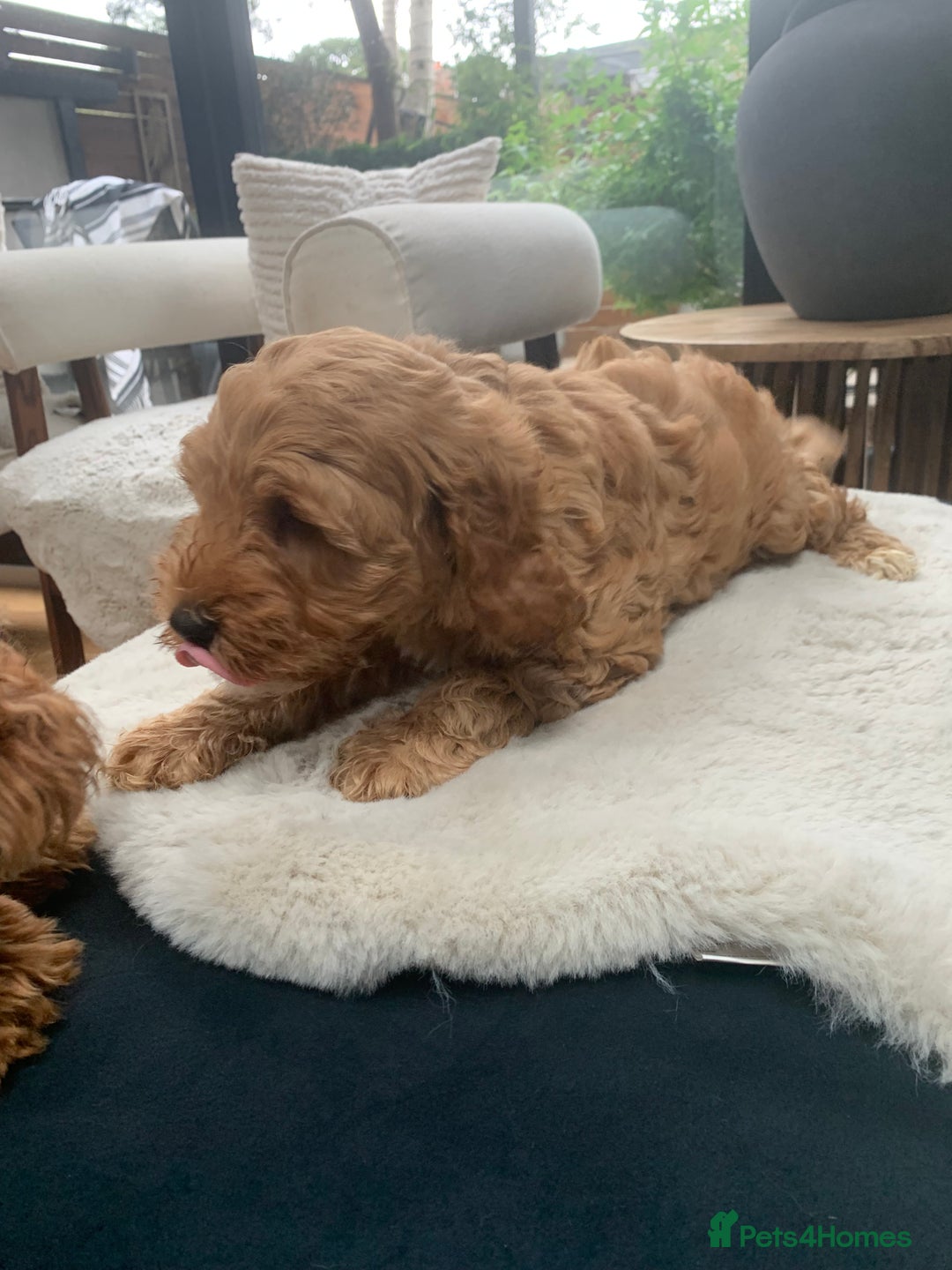 Australian Labradoodle dogs for sale: DNA Tested Miniature Labradoodle puppies  in Cottingham - Image 5