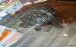 Mixed Breed dogs for sale: Male 8 month miniature Schnoodle - Image 7