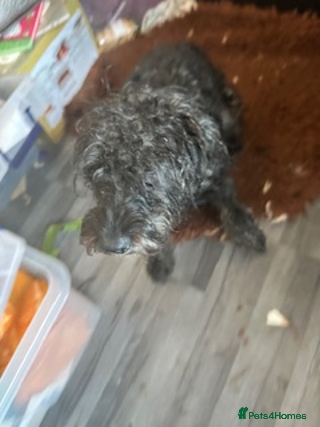 Mixed Breed dogs for sale: Male 8 month miniature Schnoodle - Image 7