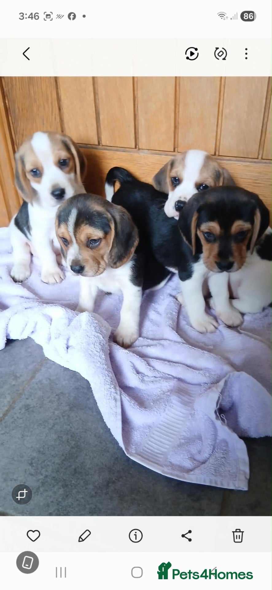 Beagle dogs Beagle puppies  - Advert 2