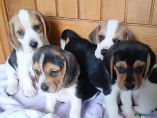Beagle dogs Beagle puppies - Advert 8