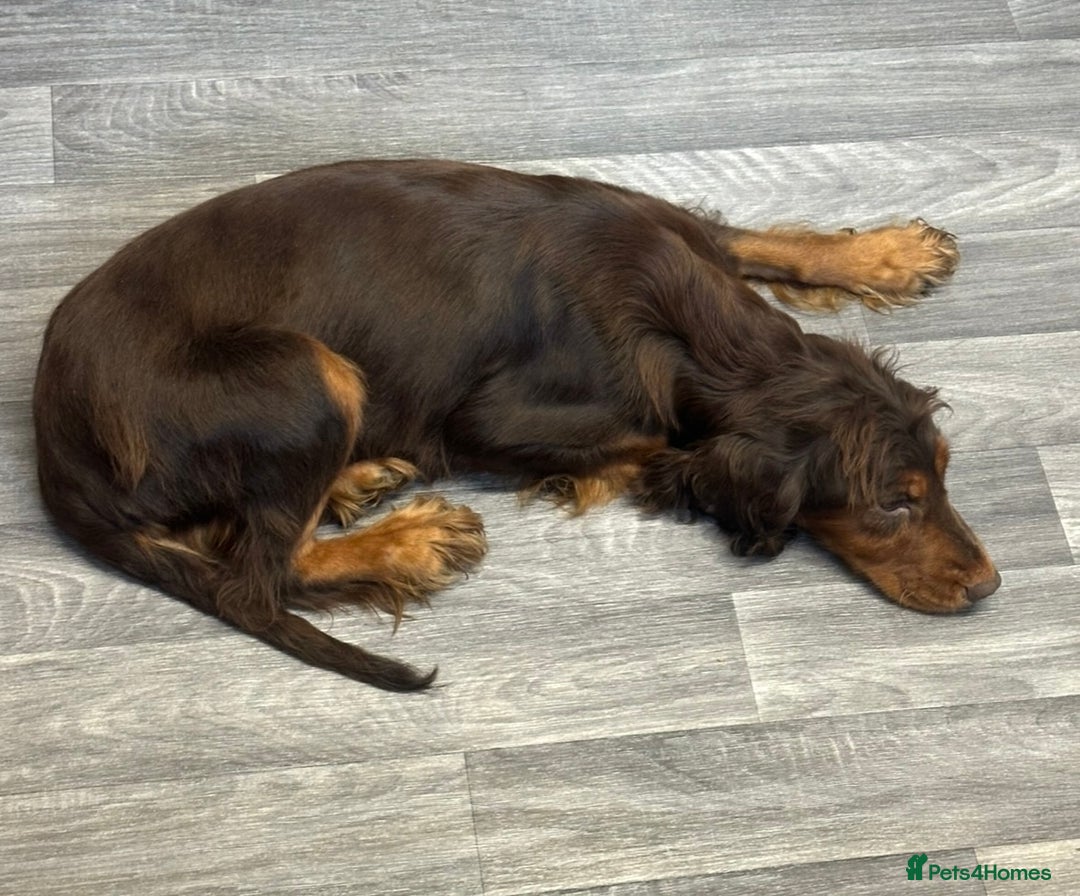 Cockapoo dogs for sale: Adorable Cockapoos looking for forever homes - Image 35