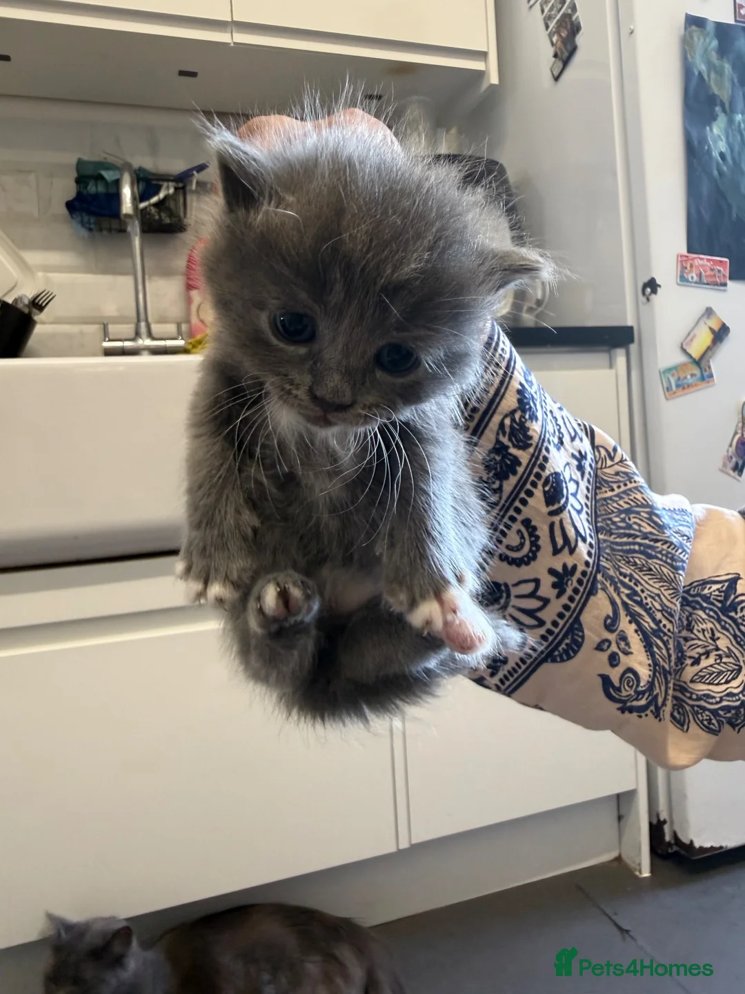 British Shorthair cats for sale: Mixed British blue and Russian blue  - Advert 1
