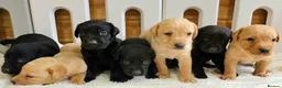 Labrador Retriever dogs for sale: 7 BEAUTIFUL KCREG LABRADORS. HEALTH TESTED PARENTS - Advert 1
