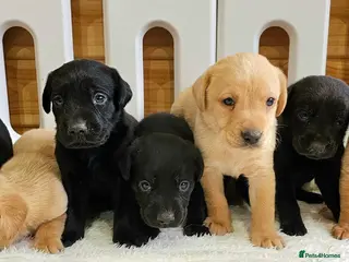 Labrador Retriever dogs 7 BEAUTIFUL KCREG LABRADORS. HEALTH TESTED PARENTS - Advert 4