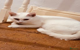 British Shorthair cats for sale: Various Cat / Kittens available  - Image 3
