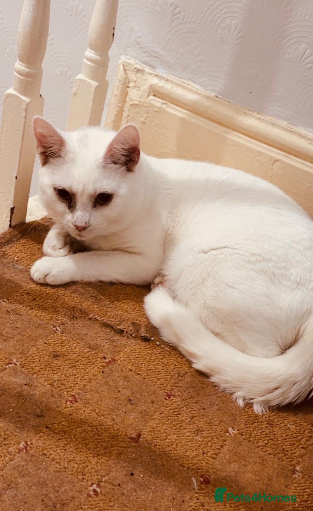 British Shorthair cats for sale: Various Cat / Kittens available  - Image 3