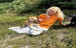 Mixed Breed dogs for adoption: Pony - Norwich Norfolk  - Image 8