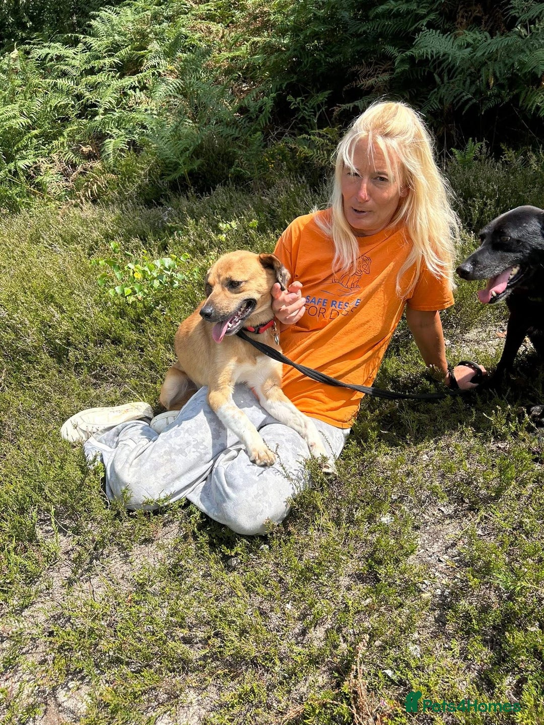 Mixed Breed dogs for adoption: Pony - Norwich Norfolk  - Image 8